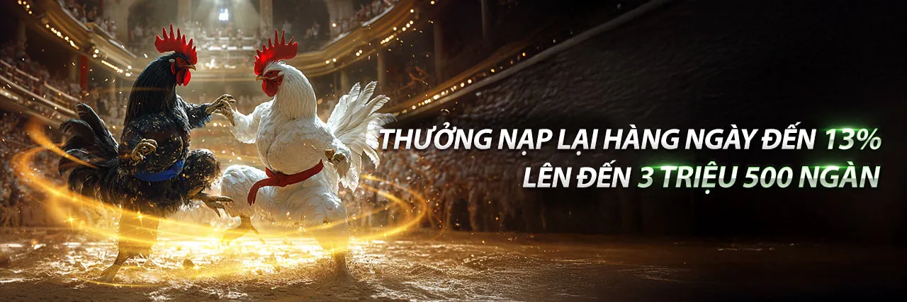 Sân đấu đá gà trực tiếp
