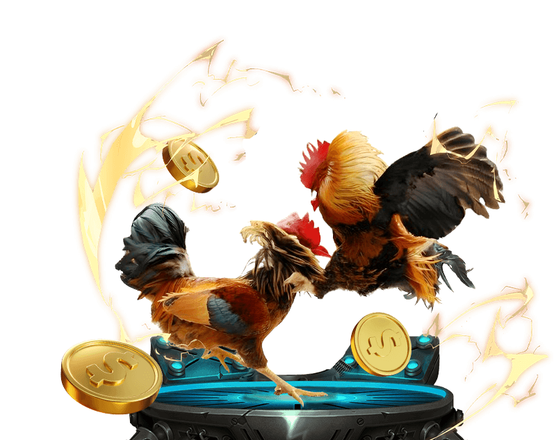 Đa dạng các giống gà chọi và loại hình đá gà tại W888, mang đến nhiều lựa chọn kèo cược hấp dẫn.